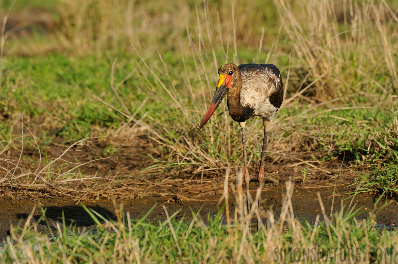 Ephippiorhynchus senegalensis [550 mm, 1/2000 Sek. bei f / 8.0, ISO 1000]